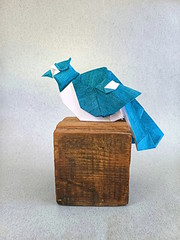 Origami Blue jay by Ynon Toledano on giladorigami.com