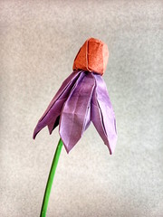 Origami Echinacea by Yara Yagi on giladorigami.com